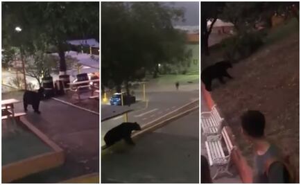 Osos buscan alimentos: Protección Civil en NL sobre avistamientos en área metropolitana