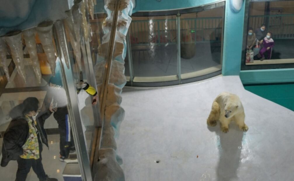 Hotel enfrenta críticas por exhibir osos polares en cautiverio