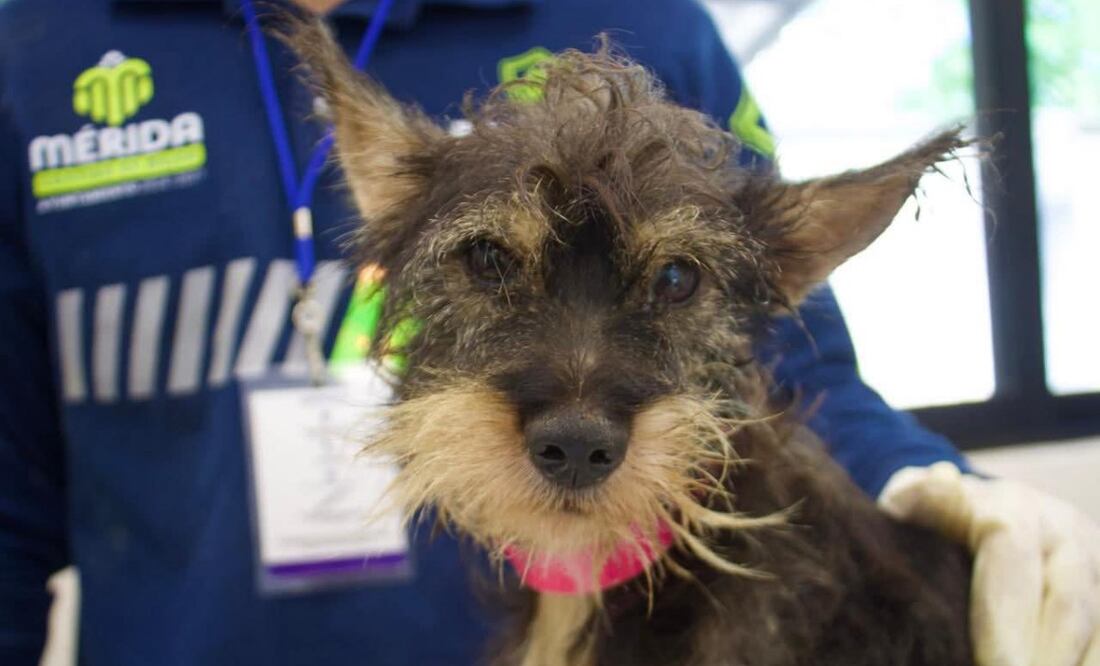 Multa por abandono de animales en Mérida.
Foto: Especial.