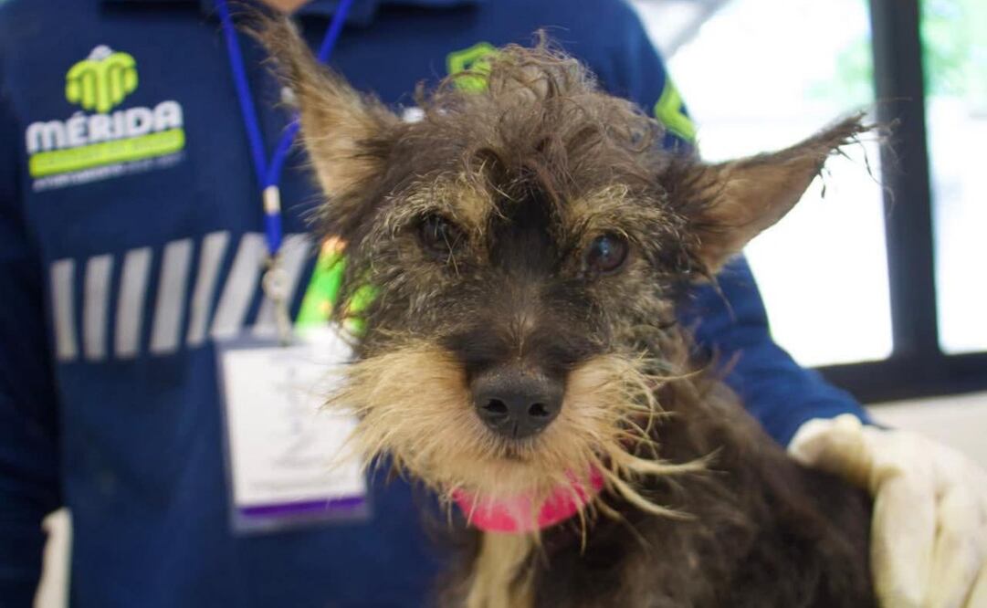 Multa por abandono de animales en Mérida.
Foto: Especial.
