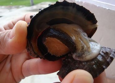 Especies cambian de sexo por culpa de la contaminación