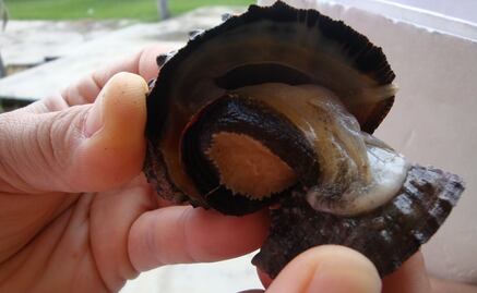 Especies cambian de sexo por culpa de la contaminación