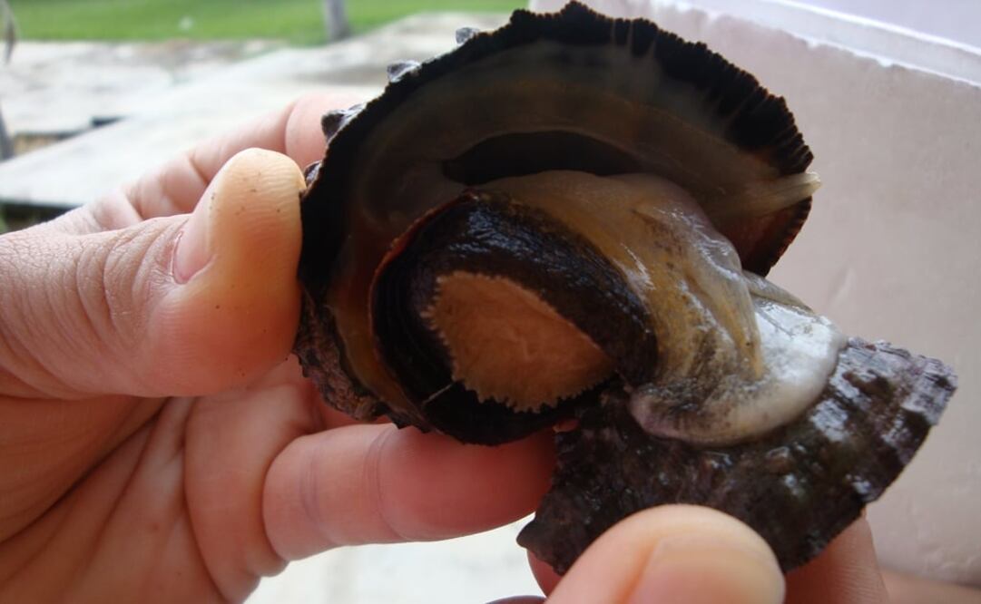 Según la investigadora, los contaminantes que afectan a estos animales son compuestos organoestañosos. (FOTO:Cortesía Conacyt)