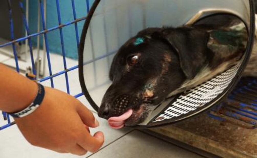 Perrita Luna sobrevive y se recupera en Oaxaca