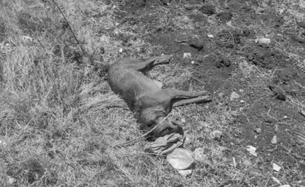 Envenenan con comida y calcinan a 15 perritos en terreno baldío de Salamanca, Guanajuato