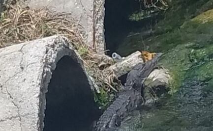 Alertan por cocodrilo que deambula por cañería en secundaria en Campeche 