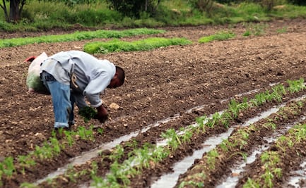 Productores de México en desventaja frente a EU