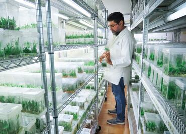 Científicos yucatecos produjeron 700 mil plantas de agave para aumentar producción del mezcal
