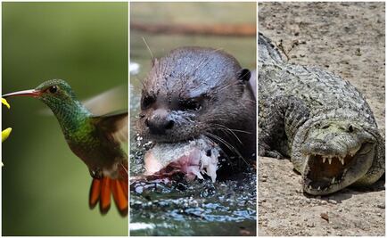 ¿Cuáles son las especies en peligro por Dos Bocas?