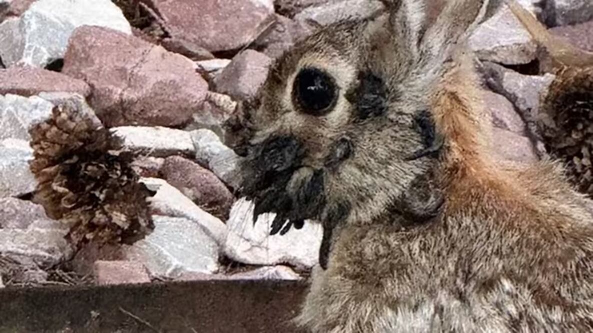 De acuerdo con el Departamento de Parques y Vida Silvestre de Colorado, los conejos sufren un virus, que puede ser grave en los animales. FOTO: ESPECIAL