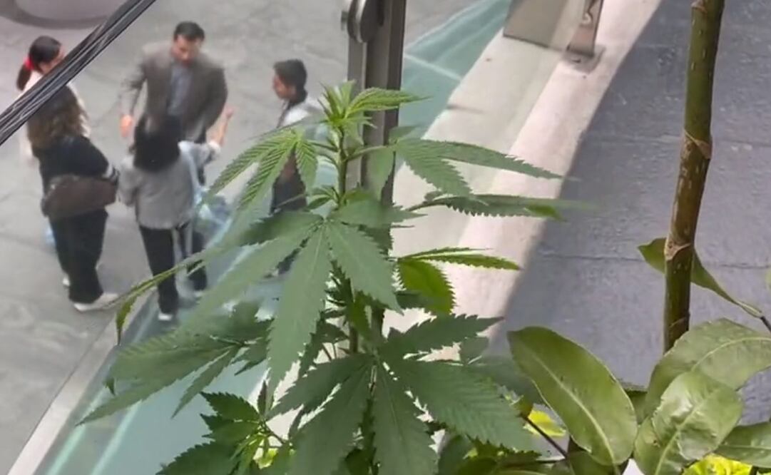 Crece planta de marihuana en el Senado. Foto: EL UNIVERSAL