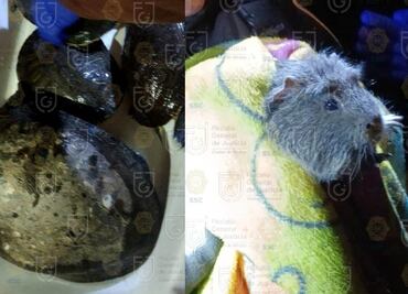 Fiscalía rescata a 40 mascotas y detiene a dos por maltrato animal en Xochimilco