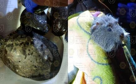 Fiscalía rescata a 40 mascotas y detiene a dos por maltrato animal en Xochimilco