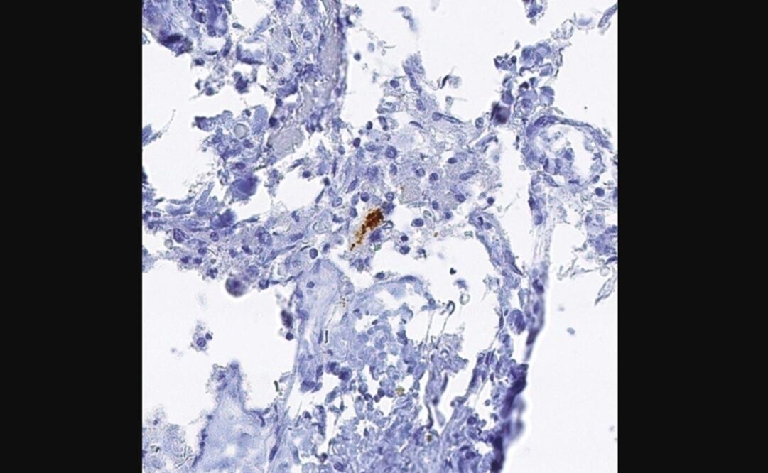 Foto: Nature vía Europa Press