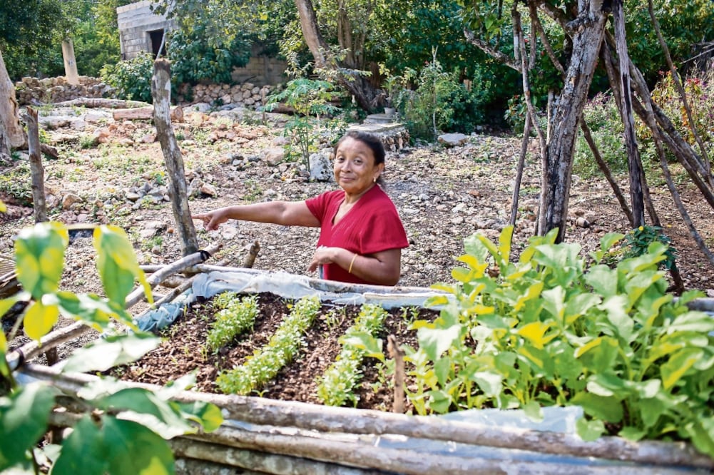 Las hermanas Silveria y Eugenia tienen sus hortalizas para vender entre la población de Chicán y para su consumo personal (FOTOS: CUAUHTÉMOC MORENO. EL UNIVERSAL)