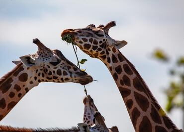Qué días no está abierto el Zoológico de Chapultepec