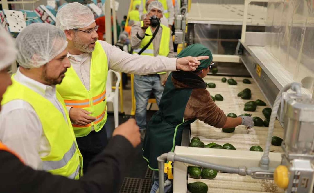 Michoacán cuenta con una superficie superior a 182 mil hectáreas de huertas, lo que le permite producir más de un millón 300 mil toneladas anuales / Foto: Especial