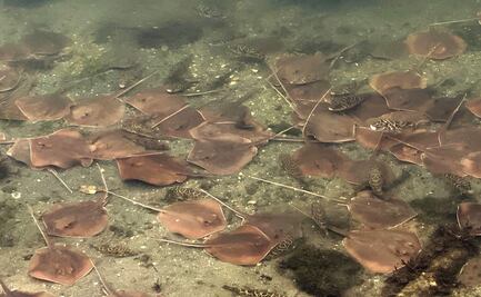 Mantarrayas se acercan a bahía de Miami "en busca de oxígeno"