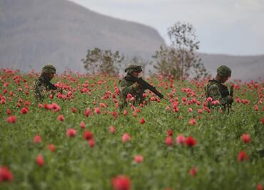 La coca florece en México a la sombra del fentanilo