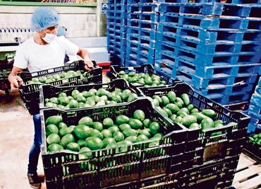 Preparan en Michoacán reactivación de certificación para exportación de aguacate a EU