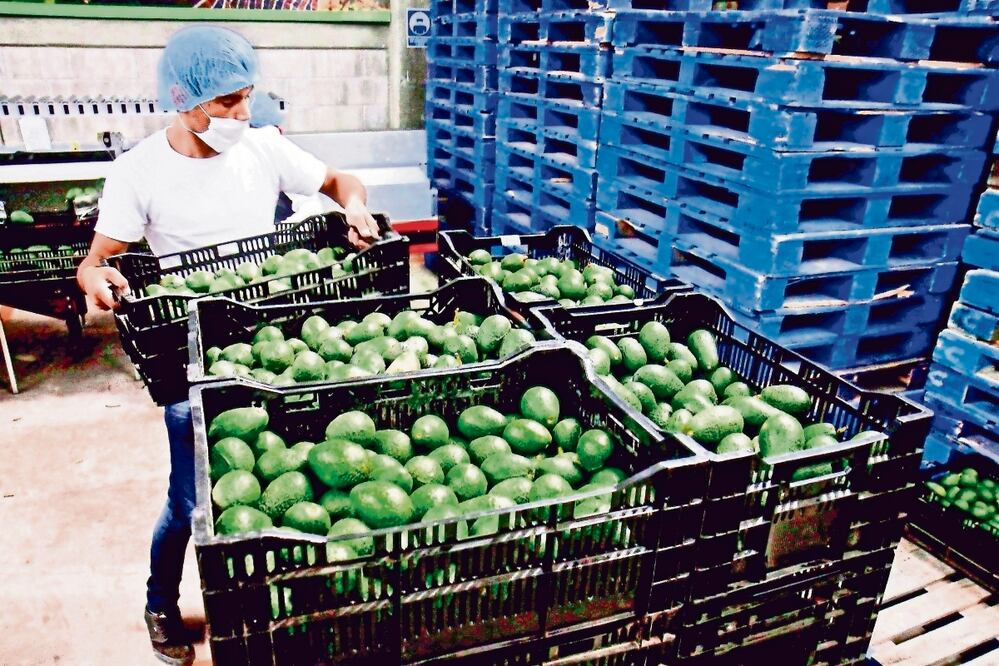 Preparan en Michoacán, reactivación de certificación para exportación de aguacate a EU. (Foto: ARCHIVO EL UNIVERSAL)