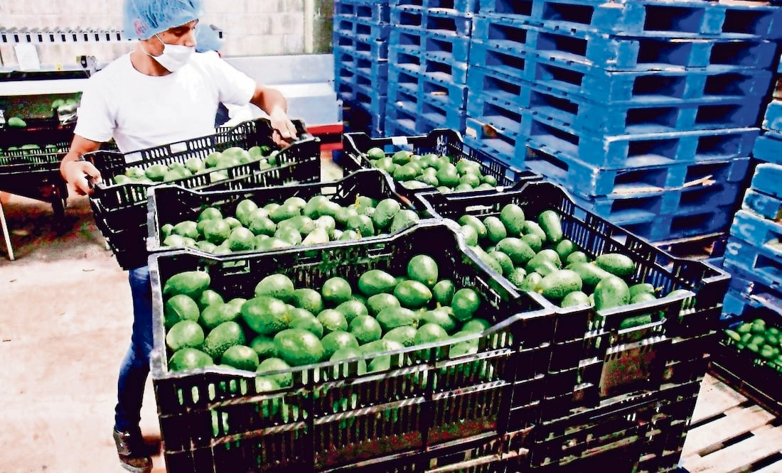Preparan en Michoacán, reactivación de certificación para exportación de aguacate a EU. (Foto: ARCHIVO EL UNIVERSAL)