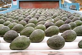 El aguacate es el segundo producto agrícola más exportado de México al mundo. Foto: Archivo / EL UNIVERSAL