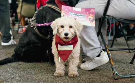 Alcaldía Tlalpan lanza programa “Animales Comunitarios”; promueven corresponsabilidad y protección animal