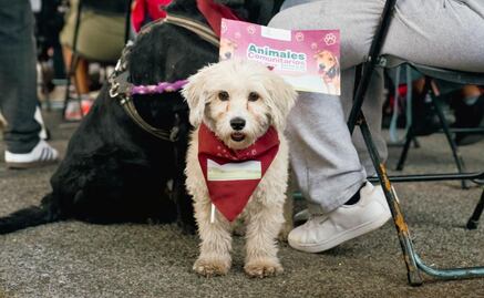 Alcaldía Tlalpan lanza programa “Animales Comunitarios”; promueven corresponsabilidad y protección animal