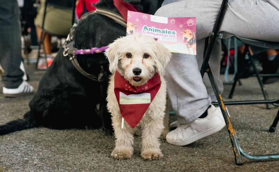 El programa “Animales Comunitarios” tiene el objetivo de transformar el abandono y la invisibilización de perros y gatos callejeros. Foto: Especial.