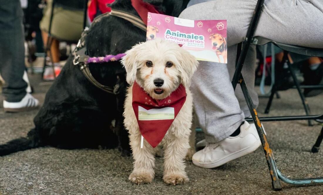 El programa “Animales Comunitarios” tiene el objetivo de transformar el abandono y la invisibilización de perros y gatos callejeros. Foto: Especial.