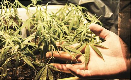 Departamento de Salud de Nueva York respalda legalización de marihuana