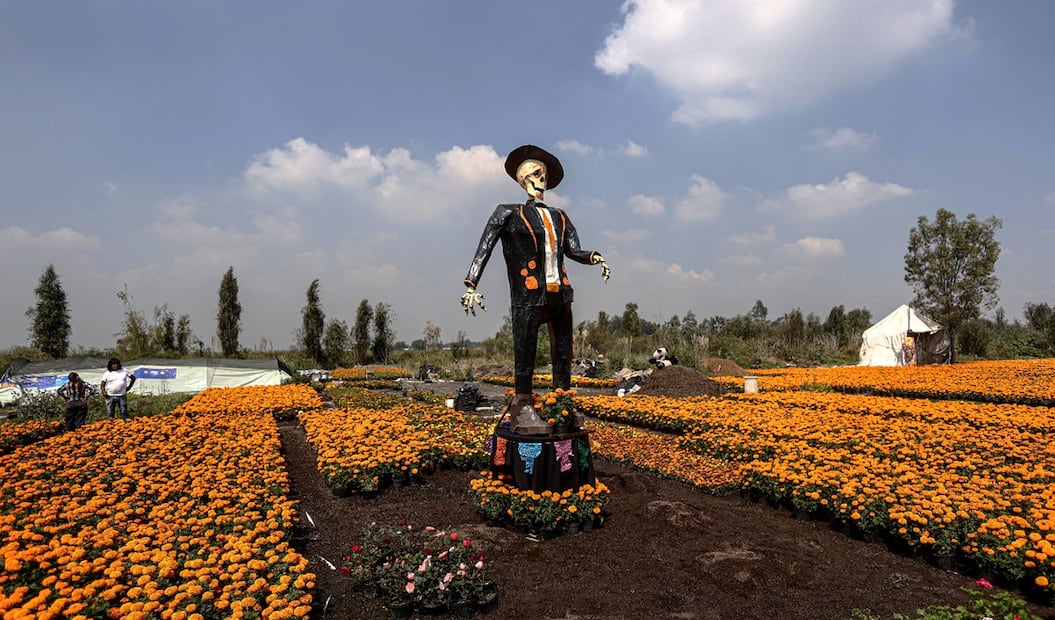 La producción de flor de cempasúchil alcanzó un récord de 6.3 millones de flores en la Ciudad de México, el viernes 17 de octubre de 2025. Foto: Gabriel Pano/EL UNIVERSAL
