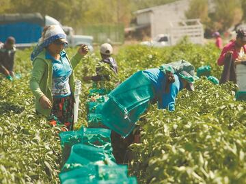 Jornaleros de Guerrero, víctimas de accidentes y pandemia
