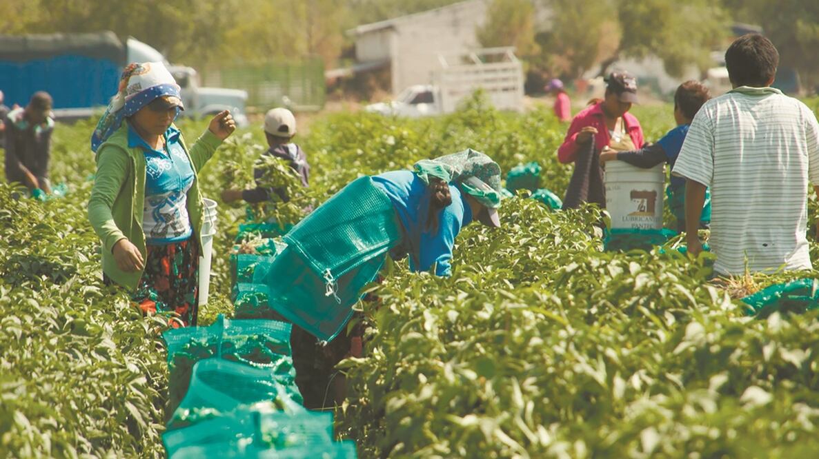 Los jornaleros de la Montaña de Guerrero ganan un peso por el kilogramo de chile que cortan. Foto: CORTESÍA TLACHINOLLAN