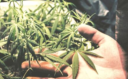 Sin uso medicinal, avanza discusión sobre marihuana en comisiones del Senado 