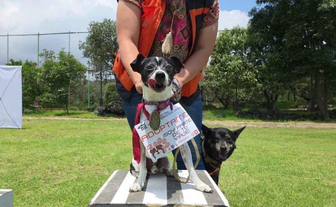 El Centro de Transferencia Canina del Metro promueve la adopción responsable / Foto: Especial