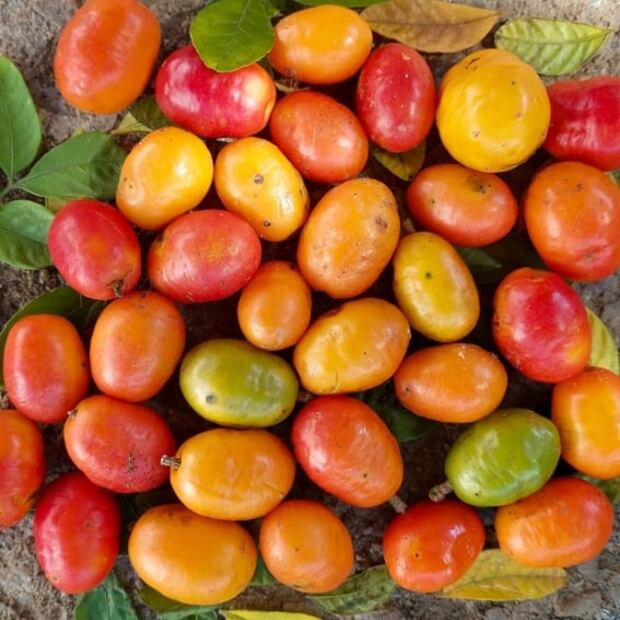 Prepara agua de jobito, una delicia de la temporada 