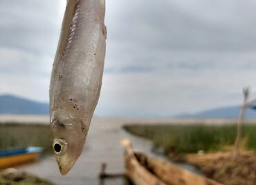 Los charales, una delicia para Cuaresma