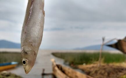 Los charales, una delicia para Cuaresma