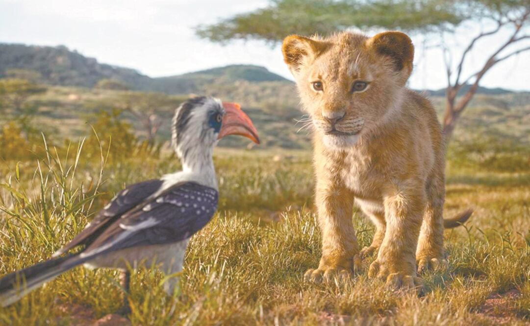 "El rey león". Foto: Cortesía