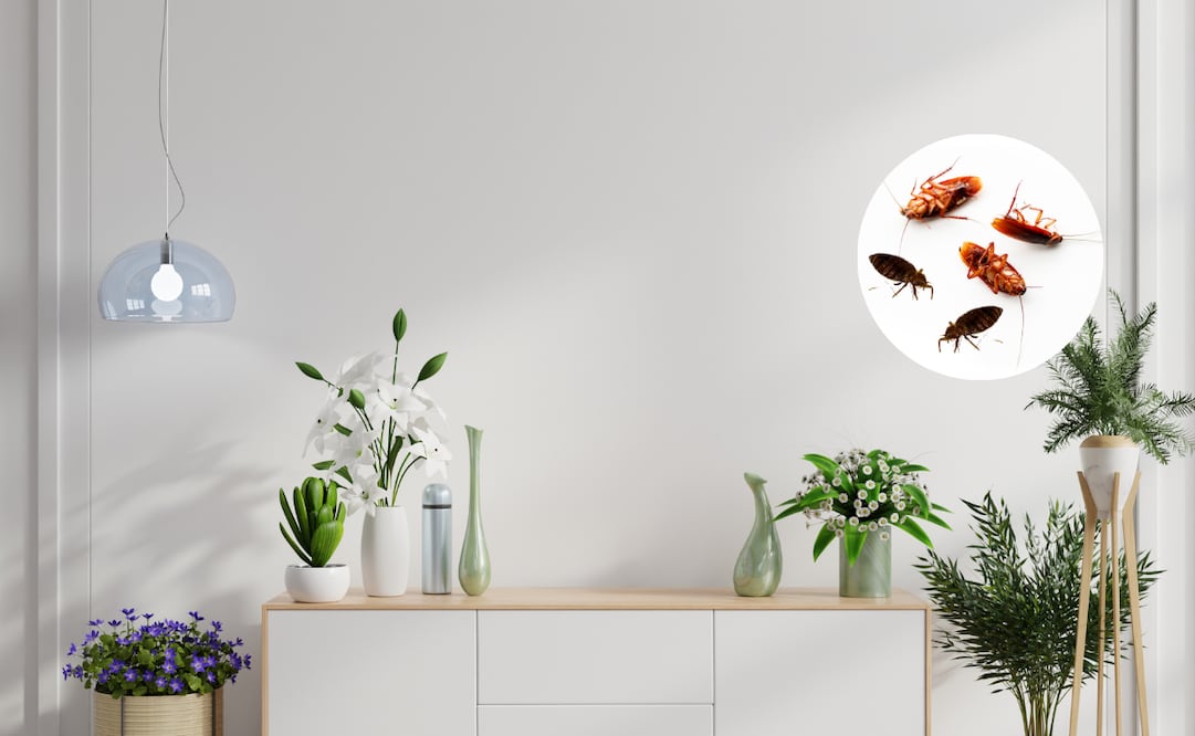 Plantas repelentes
Foto: El Universal