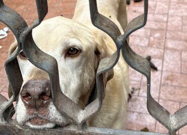 Rescatan a 6 perritos víctimas de maltrato en Venustiano Carranza y Azcapotzalco; hay un detenido
