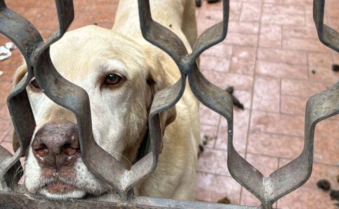 Se buscará poner en adopción a los 6 perritos rescatados en las alcaldías Venustiano Carranza y Azcapotzalco de la CDMX (18/07/2025). Foto: Especial