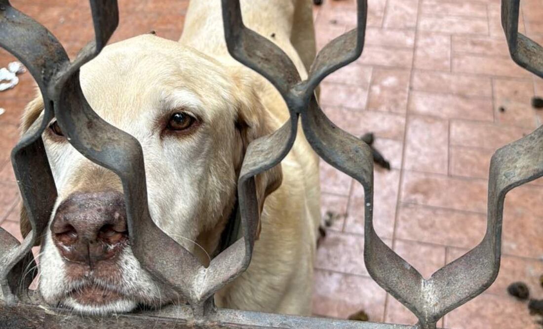 Se buscará poner en adopción a los 6 perritos rescatados en las alcaldías Venustiano Carranza y Azcapotzalco de la CDMX (18/07/2025). Foto: Especial