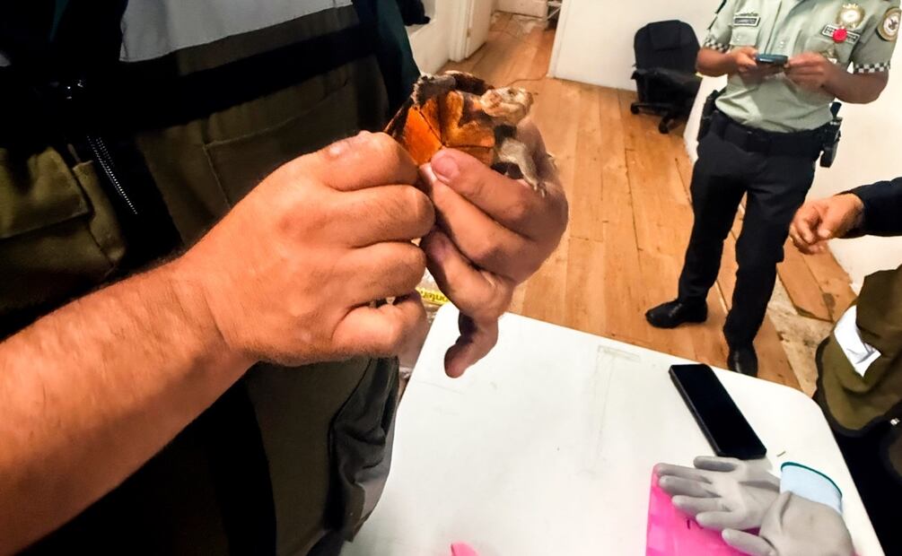 Las tortugas estaban ocultas en calcetas dentro de paquetes de cosméticos (14/11/2025). Foto: Especial