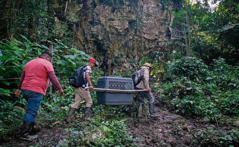 Los primates fueron trasladados a Nuevo Málzaga en transportadoras de plástico. Foto: Santiago Reyes / EL UNIVERSAL