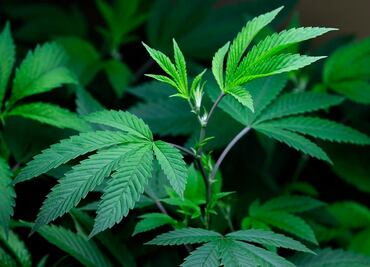 Muertes por uso de opioides en EU alcanza niveles inéditos, advierte la DEA