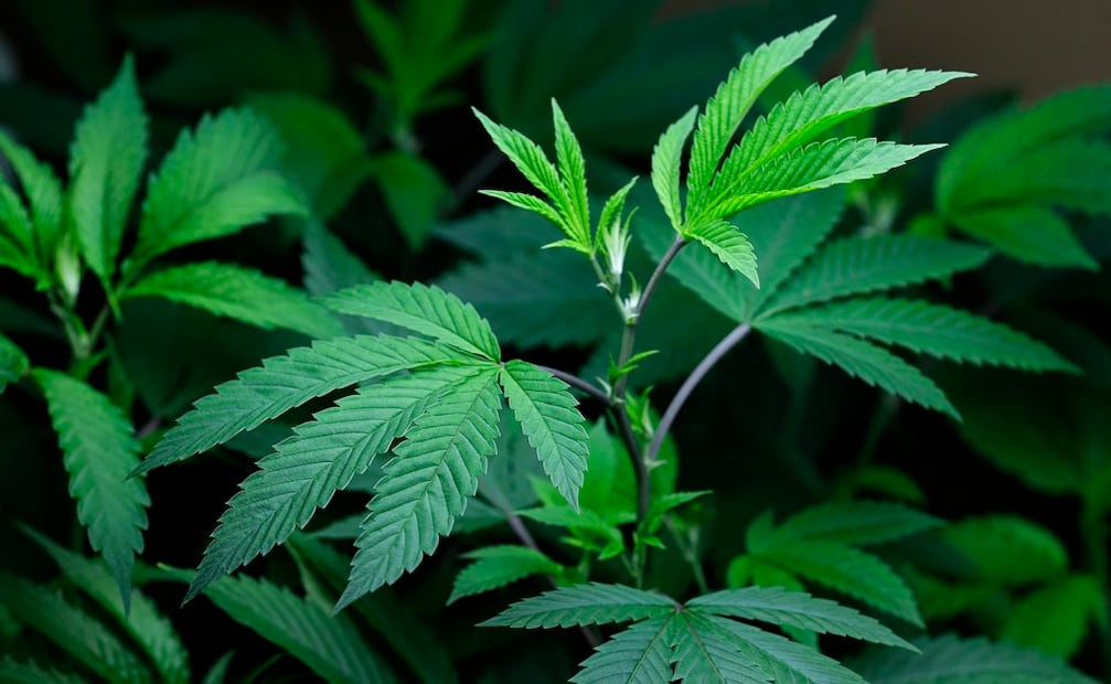 Planta de cannabis. Foto: Archivo / AP