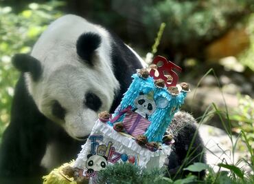 Xin Xin celebra 35 años de vida; miles festejan a la única panda gigante de Latinoamérica